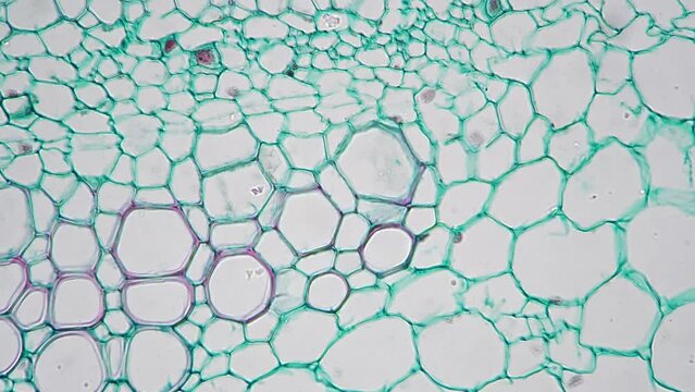 Stem of dicotyledon in transversal section cut filmed under microscope on bright field 400x. Lab slide with plant piece magnified for exploring green bundles of chloroplasts cells. Botanica theme