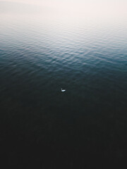 Goose on the sea - minimalistic