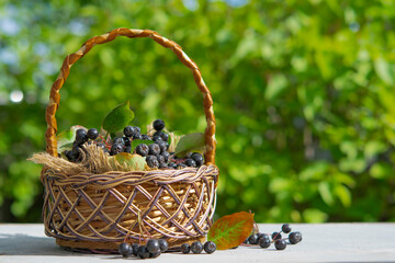 Fototapeta na wymiar Chokeberry (Aronia melanocarpa) on a green background, fresh chokeberry in a wicker basket, selective focus.