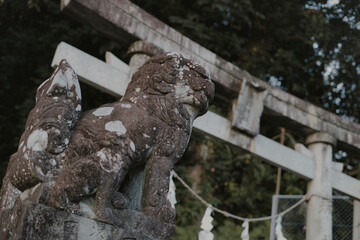 Obraz premium 狛犬