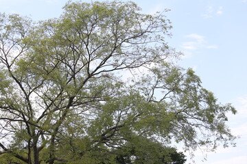 Summer blue sky and forest