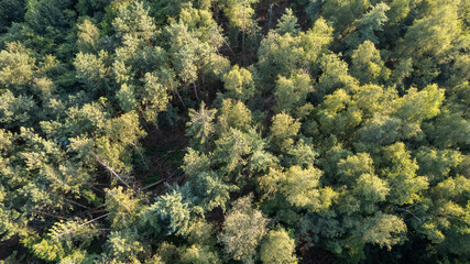 Fototapeta na wymiar Aerial view of green summer forest with spruce and pine trees in Belgium, Europe, shot by a drone above the treetops. High quality photo