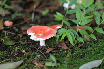 red mushroom