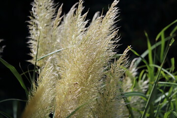 Silver grass like a broom