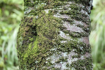 tree covered with moss