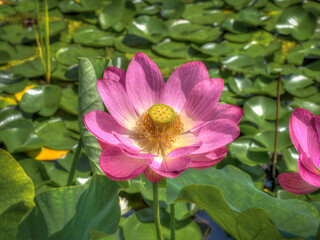 fleurs de lotus aux jardins d'eau de Carsac en Dordogne en France