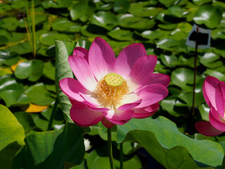 fleurs de lotus aux jardins d'eau de Carsac en Dordogne en France