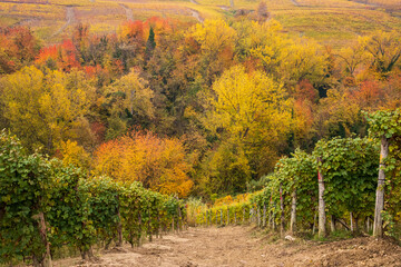 view of langhe hills in autumn, piedmont, italy