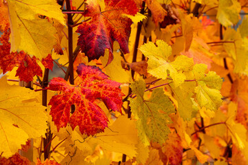 Naklejka na ściany i meble Leaves of the Langhe vineyards in autumn, Piedmont, Italy