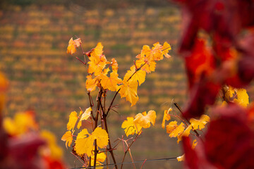 Naklejka na ściany i meble Leaves of the Langhe vineyards in autumn, Piedmont, Italy