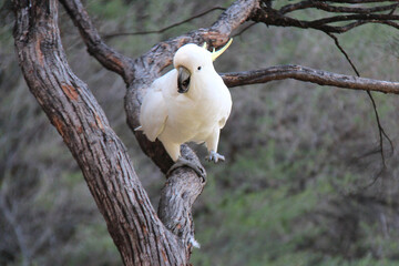 white cockatoo in australia