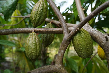 A fresh cocoa pods on a cocoa tree in the orchard. 
Dry cocoa beans are the components of Cocoa powder.