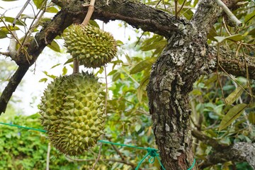 Fresh durians on the durian tree in organic durian orchard. durians is king of fruit in Thailand.
