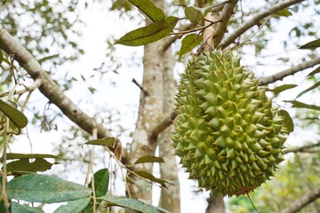 Fresh durians on the durian tree in organic durian orchard. durians is king of fruit in Thailand.
