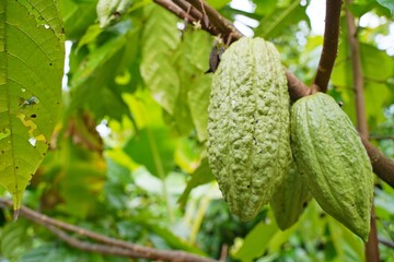 A fresh cocoa pods on a cocoa tree in the orchard. 
Dry cocoa beans are the components of Cocoa powder.