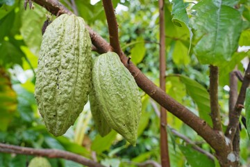 A fresh cocoa pods on a cocoa tree in the orchard. 
Dry cocoa beans are the components of Cocoa powder.