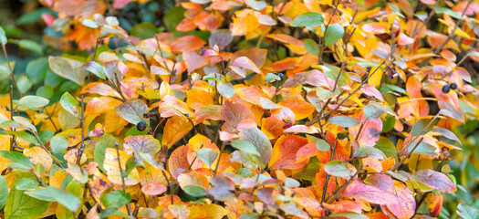 bright colorful autumn leaves nature background. fall season