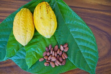 A fresh cocoa pods and beans on the cocoa leaf.
Dry cocoa beans are the components of Cocoa powder.  