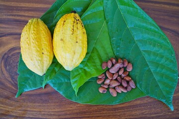 A fresh cocoa pods and beans on the cocoa leaf.
Dry cocoa beans are the components of Cocoa powder.  