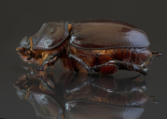 Female European rhinoceros beetle - focus stacking photography.