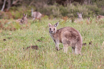 kangaroo in australia 