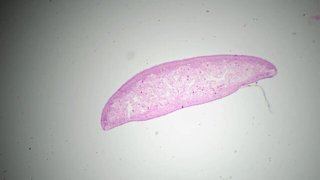 Microscopic footage of Planaria in transversal section 40x filmed on bright field. Macro view of flatworm cut and magnified for scientific research in laboratory. Parasite body prepared for experiment