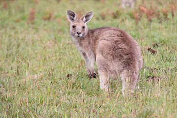 Naklejka na ściany i meble kangaroo in australia 