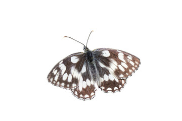 Marbled white butterfly (Melanargia galathea). Transparent background