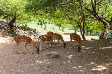 Naklejka na ściany i meble Herd of female fallow deer eats grain from the ground in a fallow deer breeding center in Italy.