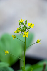 Brassica napus var. breathless. also known as rape, or oilseed rape, is a bright yellow flowered member of the Brassicaceae family.