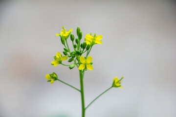 Brassica napus var. breathless. also known as rape, or oilseed rape, is a bright yellow flowered member of the Brassicaceae family.