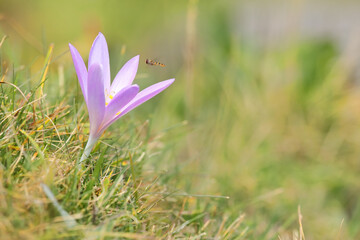 Colchicum autumnale - autumn crocus on a green meadow in the french alps with hover fly