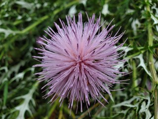 thistle flower 