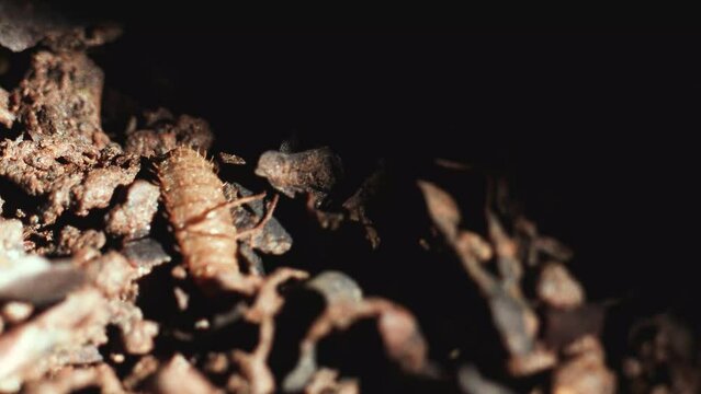 close up of maggot black soldier fly eating and breaking down organic waste into compost