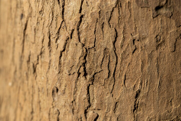 Texture of Teak tree in the forest.