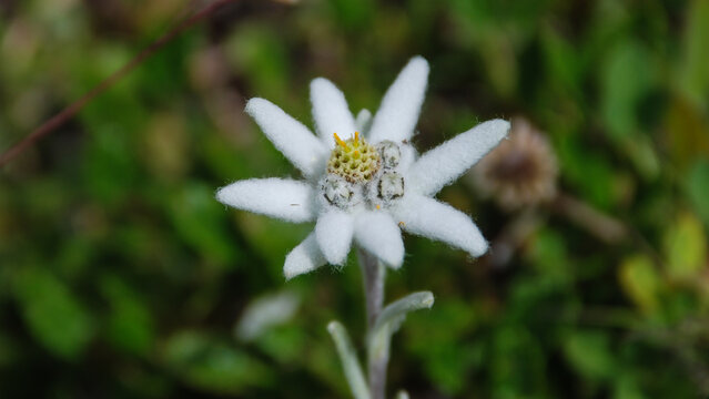 Leontopodium nivale (Edelweiss), Vanoise, France