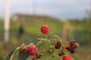 raspberry fruit, fresh and dried raspberries found in the hobby garden, garden background