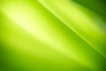 Nature of green leaf in garden. Natural green leaves plants using  background cover page environment ecology or greenery wallpaper