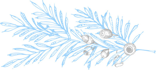 Winter twigs, berries, and leaves of plant isolated on white background. Christmas theme Hand-drawn vintage sketch botanical illustration. Engraving style. Flat color illustration