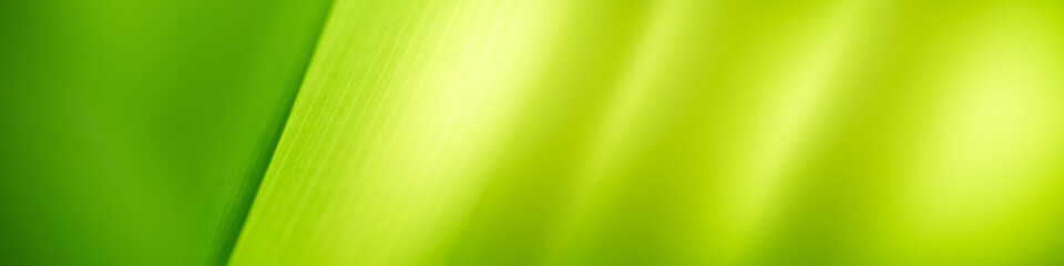 abstract green curtain