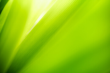 Nature of green leaf in garden. Natural green leaves plants using  background cover page environment ecology or greenery wallpaper