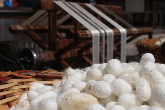white silk cocoons, silk cocoons in basket on silk making machine background. raw silk closeup photo in bursa turkey 
