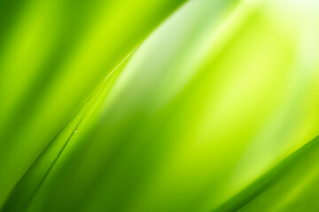 Nature of green leaf in garden. Natural green leaves plants using  background cover page environment ecology or greenery wallpaper