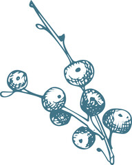 Winter twigs, berries, and leaves of plant isolated on white background. Christmas theme Hand-drawn vintage sketch botanical illustration. Engraving style. Flat color illustration