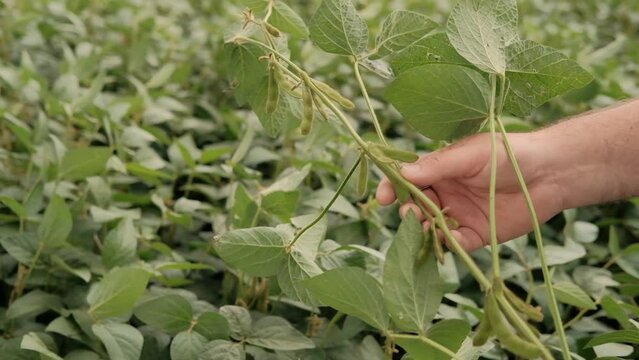 Soybean stalk. Soybean stalk in the hands of a farmer close-up.