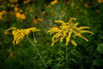 Autumnal Goldenrod on a Soft Focused Background with Abstract Yellow Flowers in the Woods, Blooming goldenrod, Solidago canadensis, golden yellow flowers