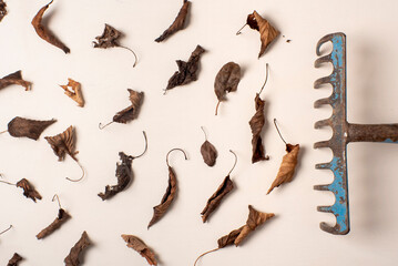 ojas secas caducas caidas, un rastrillo limpiando, fotografía de estudio sobre fondo blanco