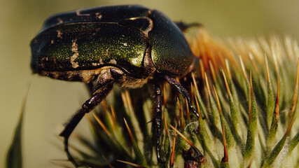 bug on a leaf