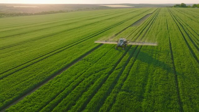 Agricultural work on agricultural farm. Nature. Aerial view Agricultural tractor sprays field with wheat with pesticides and herbicides at sunset spring. Nature