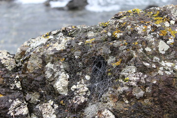 Spider Net on Rock